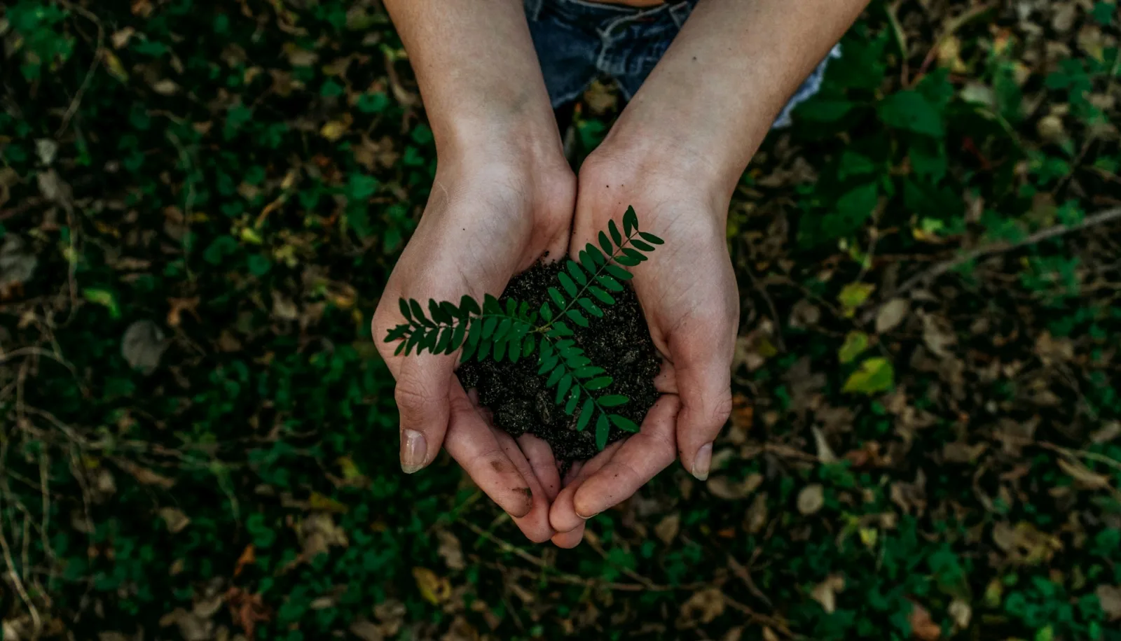 Launch of Eco-Friendly Packaging Solutions